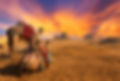 Egypt_Camels_Gallery.jpg