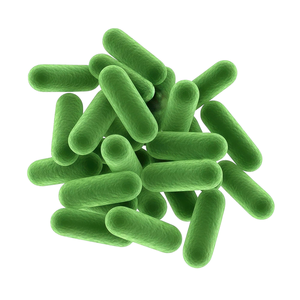 BACILLUS GOAGULANS.png