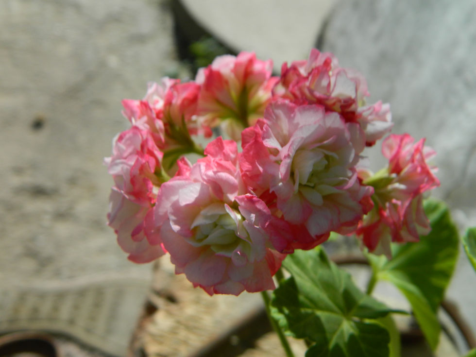 Apple blossom rosebud