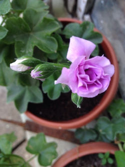 Pac Lilac Rose