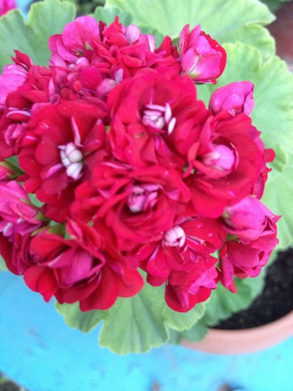 Rose of bulgarien