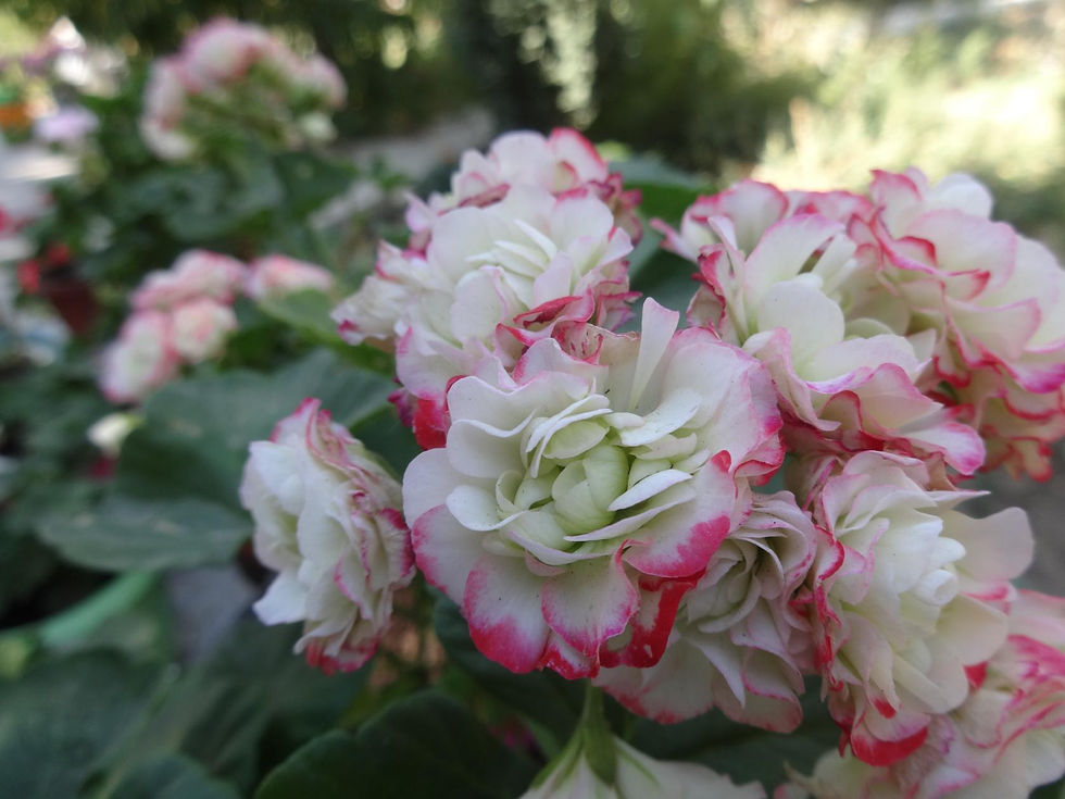 Apple blossom rosebud