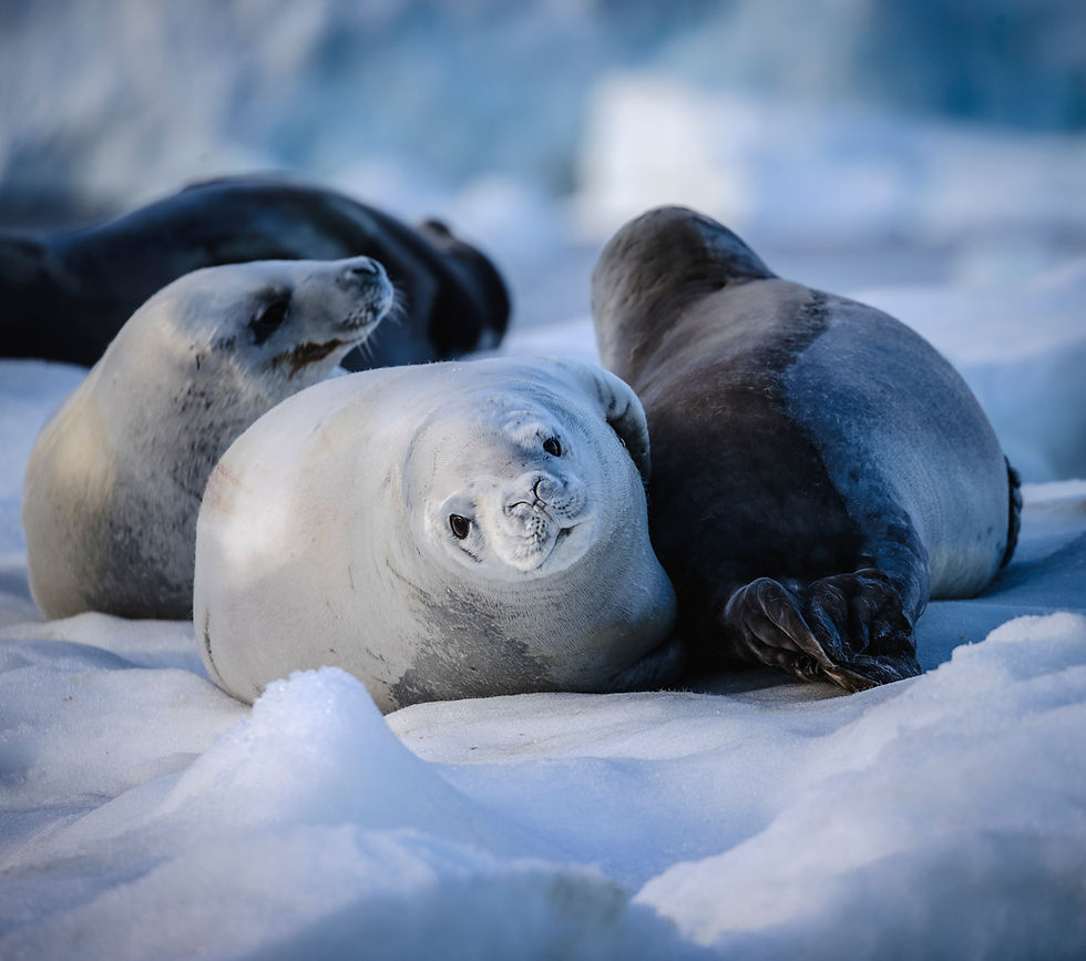 Antartica - Seal