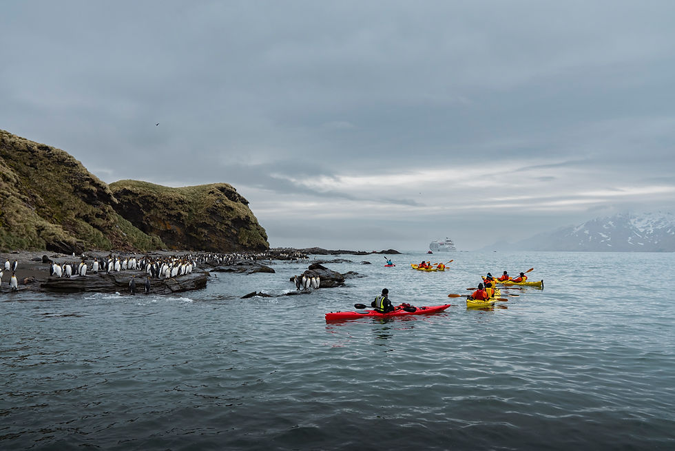 South Georgia Kayaking with King Penguins