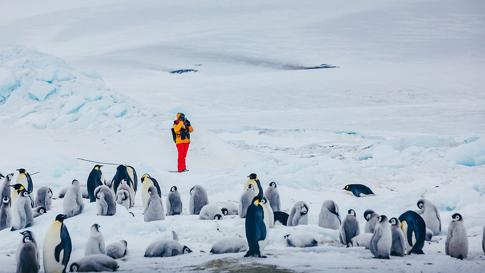 Emperor Penguins Snow Hill