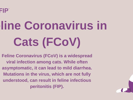 Feline Coronavirus in Cats (FCoV) Symptoms and Treatment