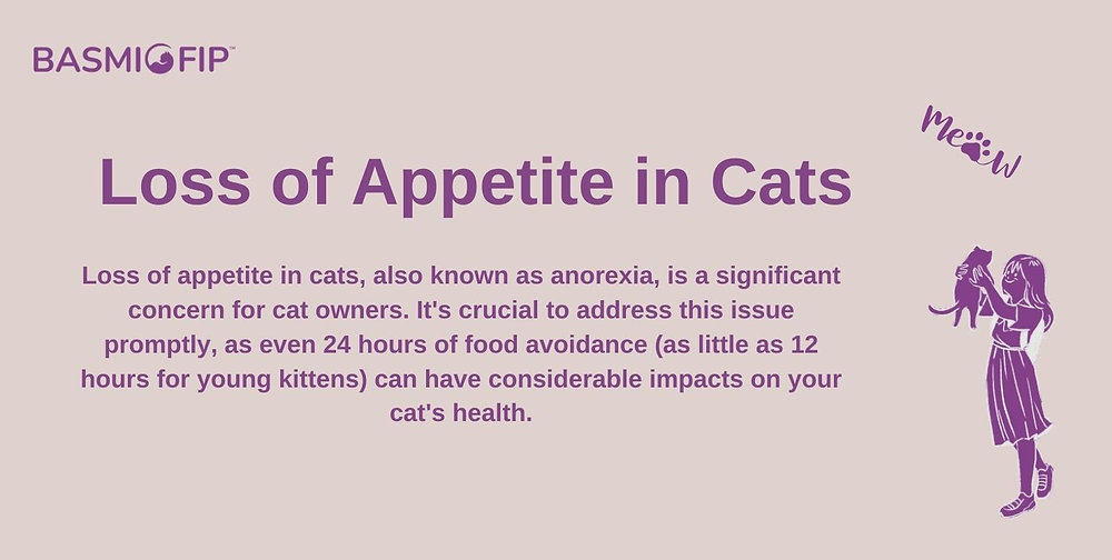 Loss of Appetite in Cats Causes and Treatment - BasmiFIP