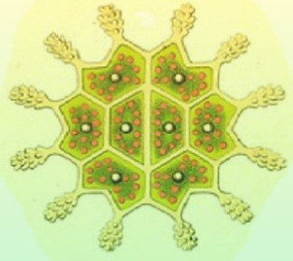 Symmetrie erscheint häufig im Kontext Biologischer Evolution und Gestaltbildung, wie eine mikroskopische Grünalge uns zeigt (