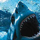 great_white2.jpg