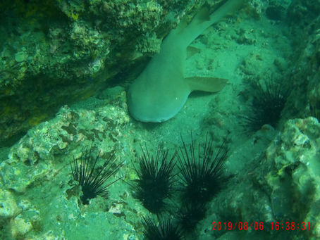 Shark!!! But a docile one, no worries or Pura Vida!