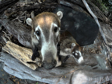 CUTE COATIMUNDI PIC'S