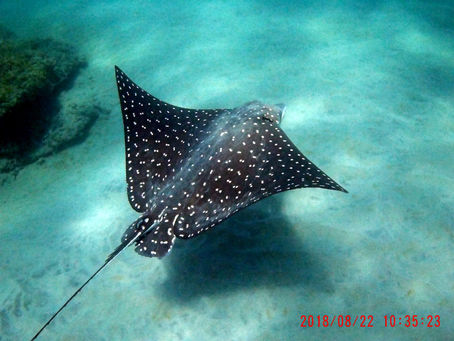 #adventure#snorkeling#guanacaste#EAGLE RAYS#playasdelcoco#sailing