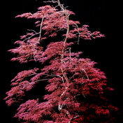 Japanese Maple
