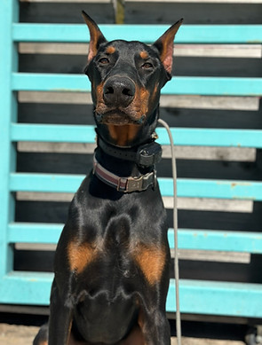 Doberman in DFW Dog Training