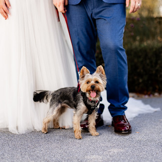 Bride and groom in wedding attire standing on a path, accompanied by a small, happy dog on a red leash at Vaulty Manor in Maldon, Essex