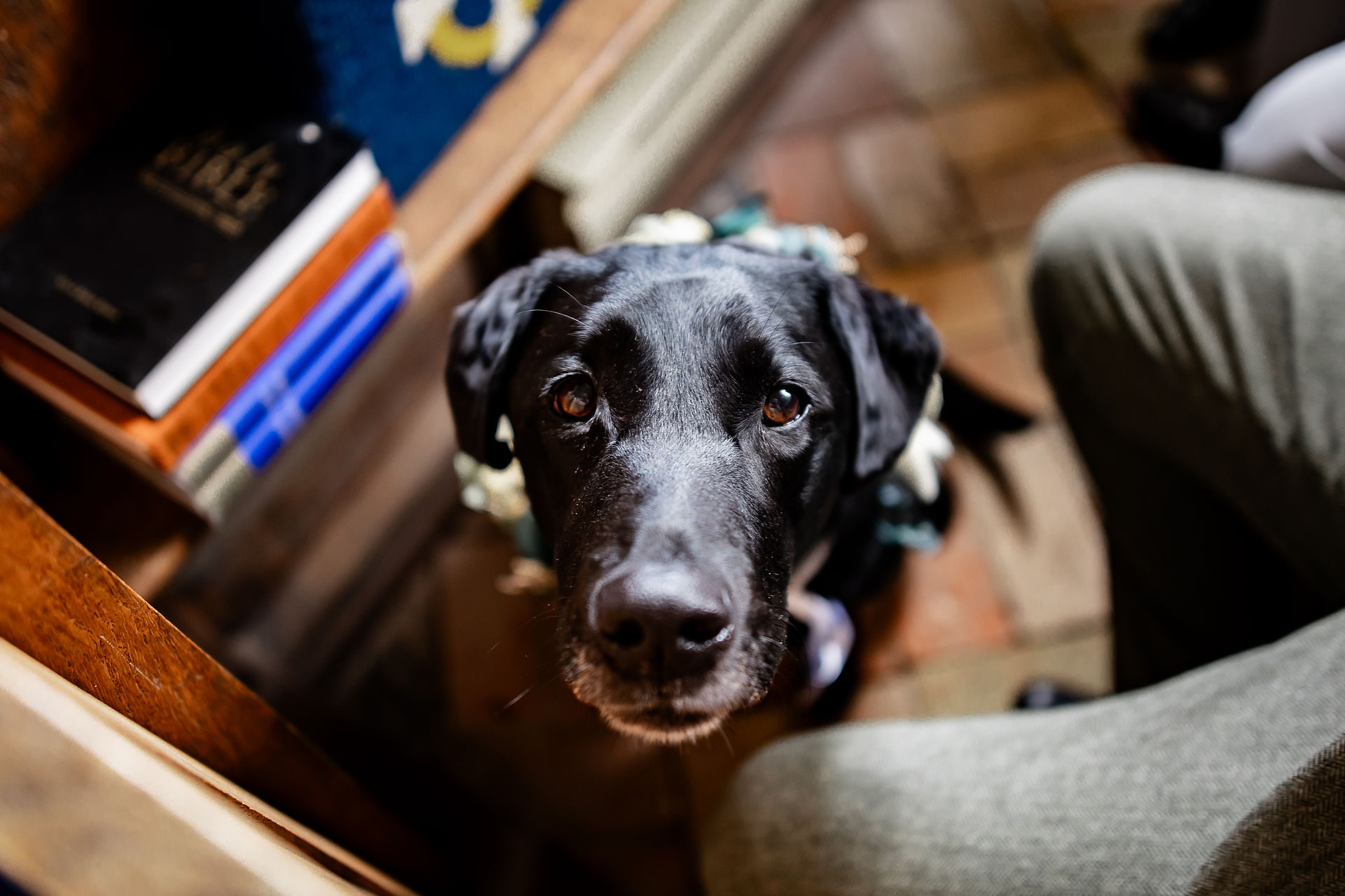 A black Labrador waits in the church pews for his Mum on her wedding day in Downham Market, Norfolk