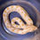 Thumbnail: Albino Anaconda 50% Het Axanthic Pos Arctic