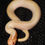 Thumbnail: Super Conda Albino Het Axanthic (MALE) #2