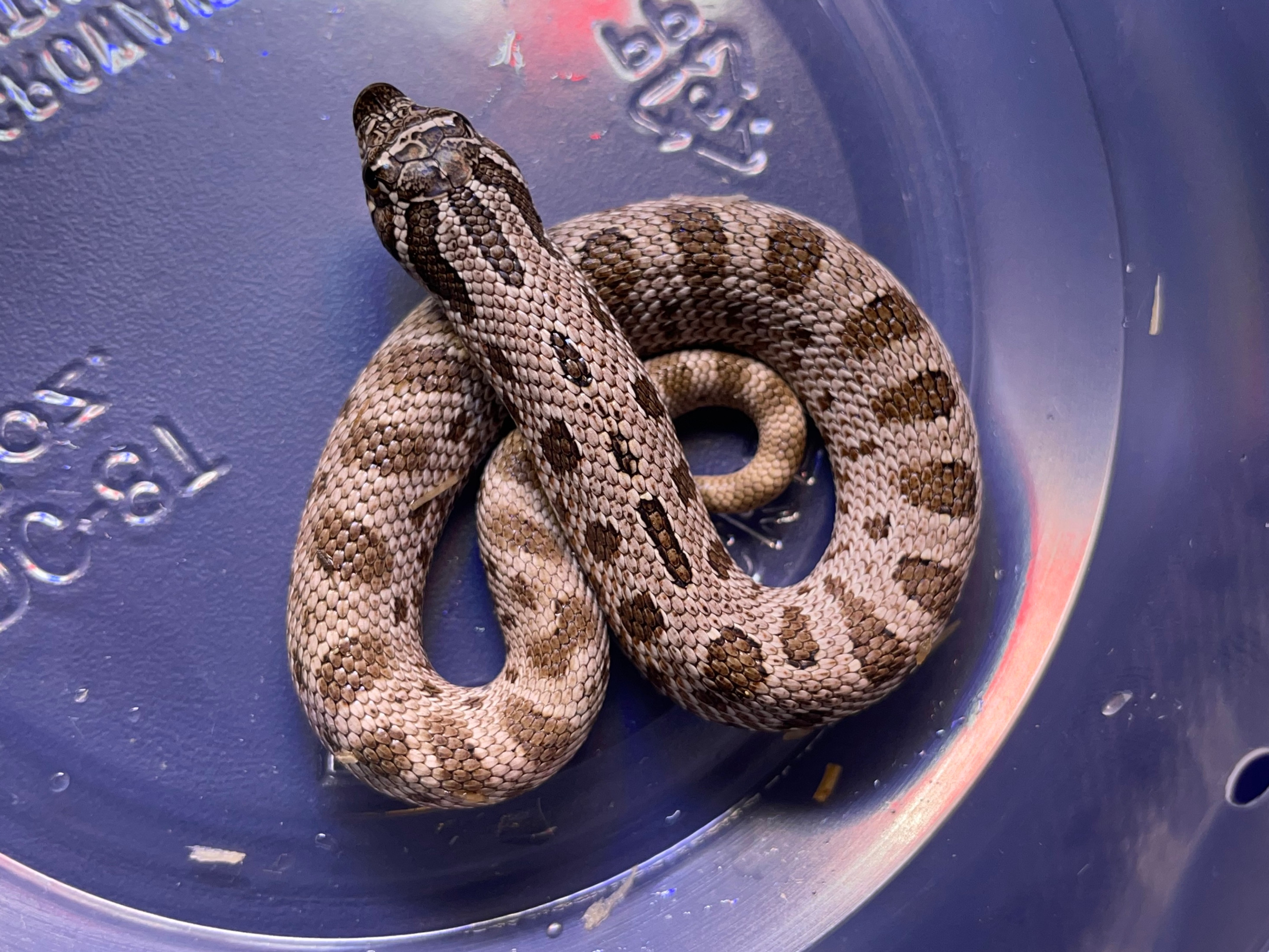 Anaconda Het Albino 50% Het Snow