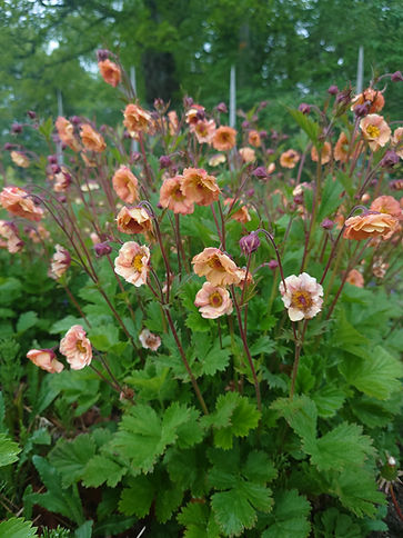 Lehmuksen Alla ekologiset slow flowers kukat