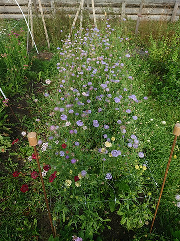 Lehmuksen Alla ekologiset slow flowers kukat