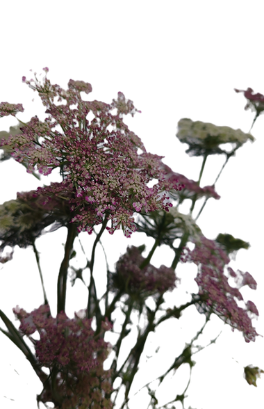 Lehmuksen Alla ekologiset slow flowers kukat