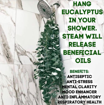 Hang Eucalyptus in your shower!