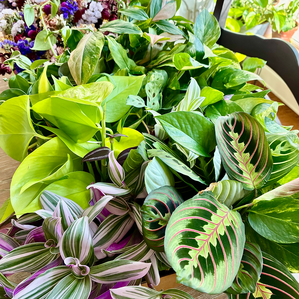 Thumbnail: Workshop at Oh Mie Stelle Bakery - Saturday, June 6th - Coral Reef