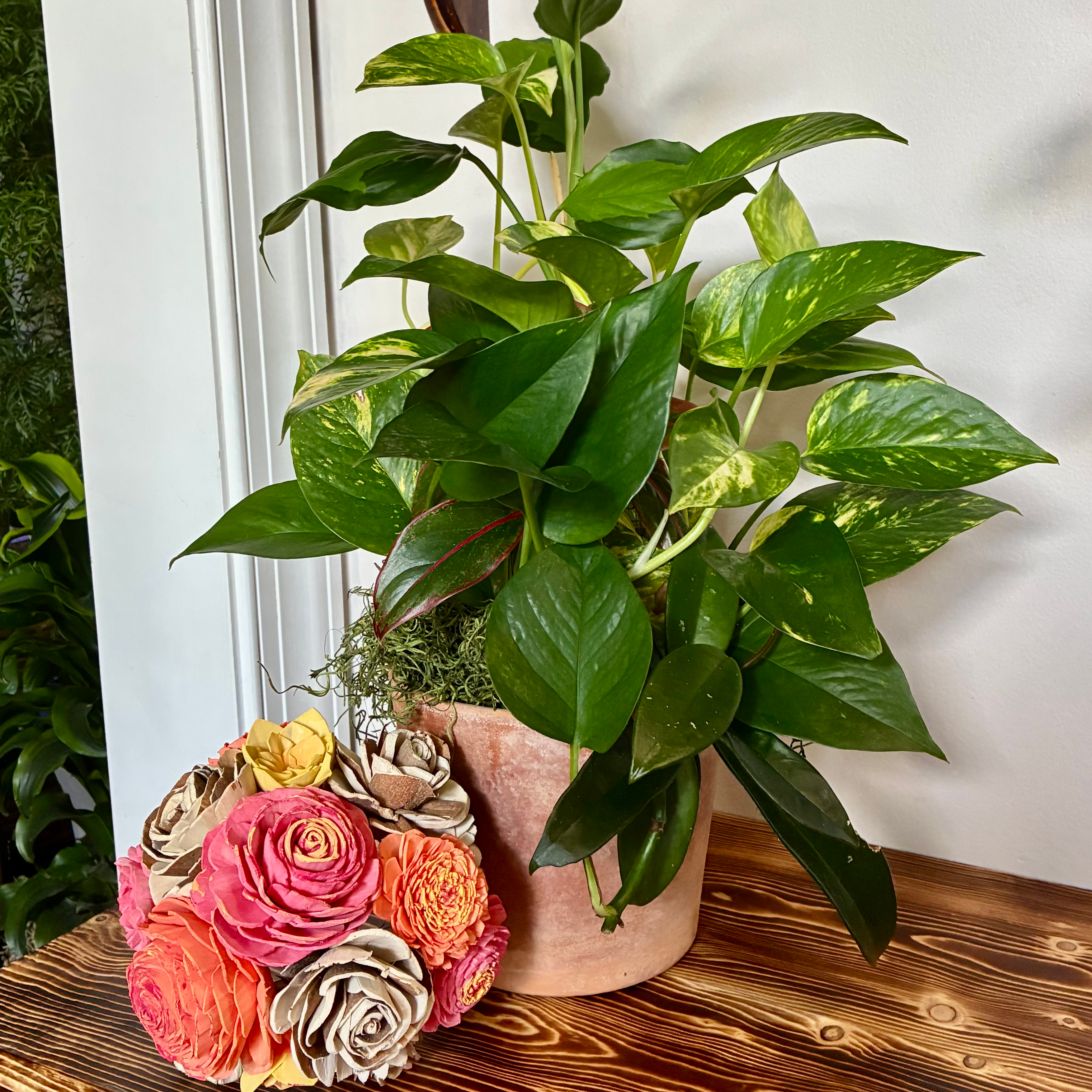 Live Plant Medium- Mixed Assorted