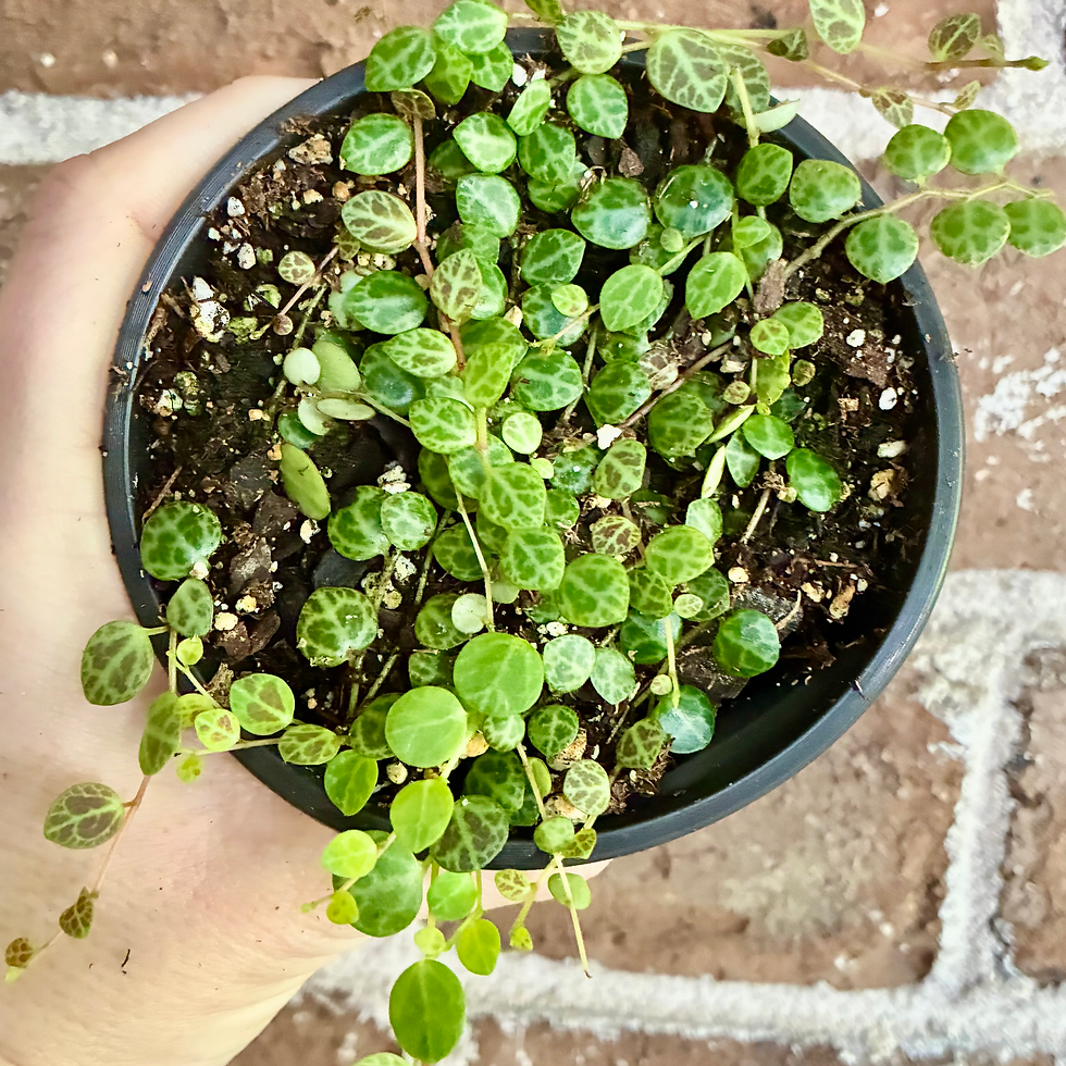 Thumbnail: 4" Houseplant in nursery pot