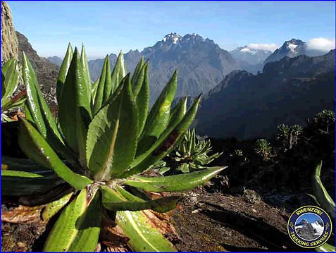 Rwenzori Mountains, mountain climbing africa, uganda mountain climbing, uganda tour