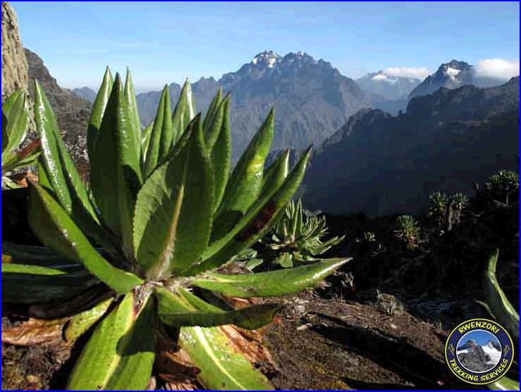Rwenzori Mountains
