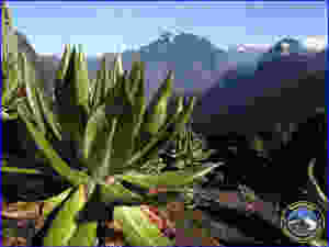 Rwenzori Mountains