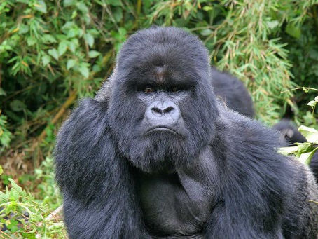 Gorilla Tracking: Rwanda vs Uganda