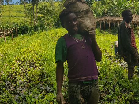 Batwa Tea Project
