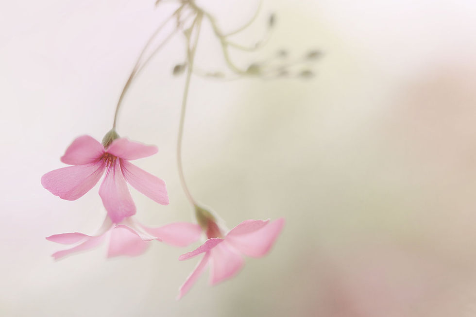 Dreaming in Softness