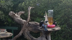 Tiritiri Matangi Island