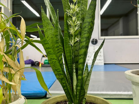 サンスベリア(サンセベリア)の花が咲くのはとても珍しいことだそうです