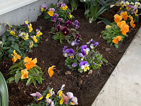 美化委員のお仕事⛏