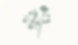 new-icon-quality.webp
