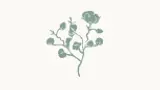new-icon-quality.webp