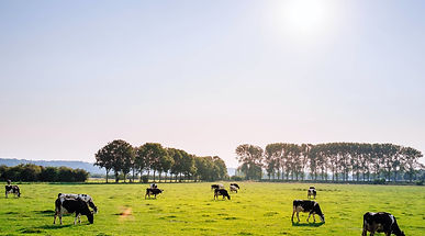 cattle farming.jpg