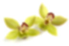 Green+Orchid