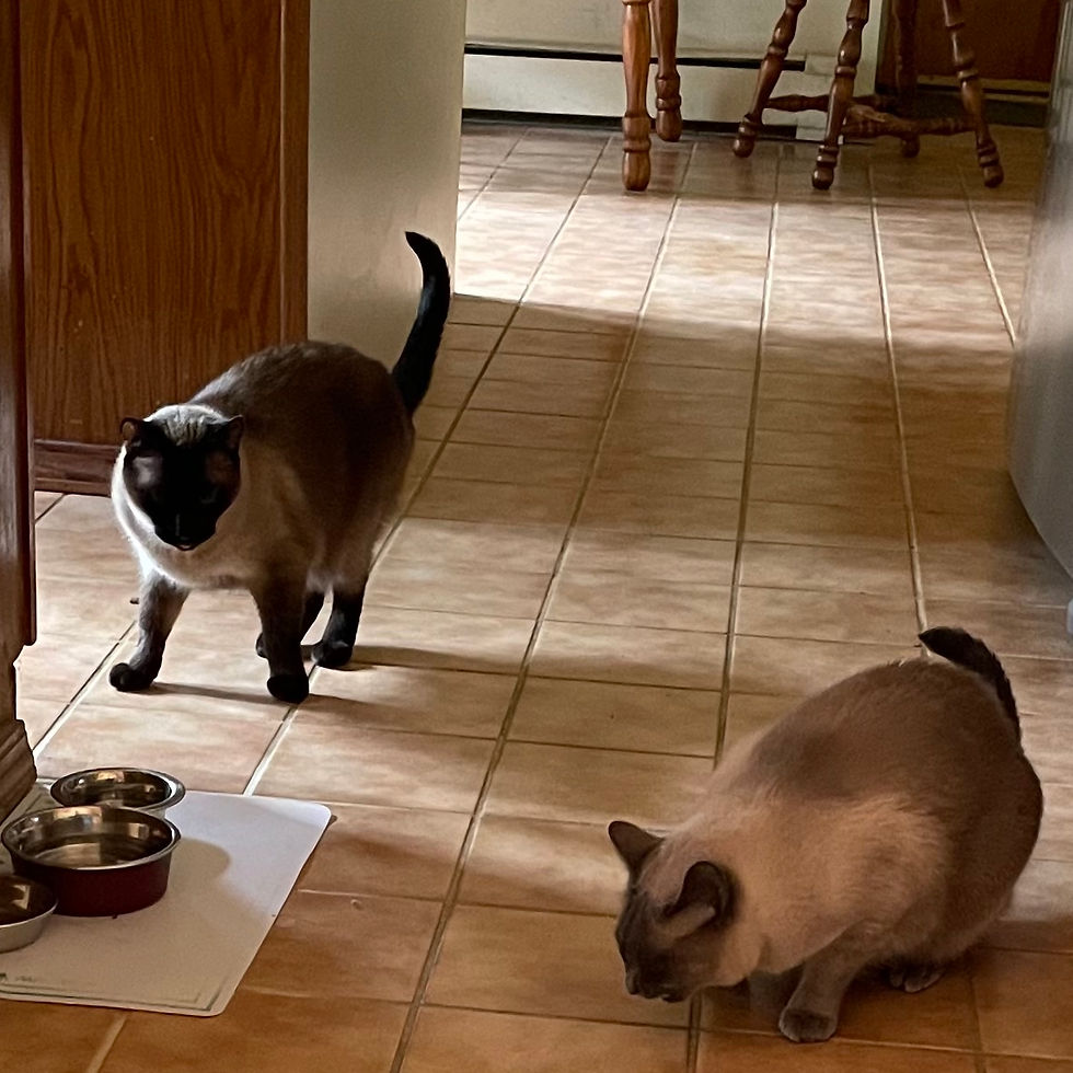 Two Siamese-style cats on a tiled floor, eating cat treats in front of a mat holding water and food bowls.
