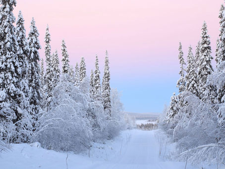Snow-covered fir trees against a blue sky shading into pink