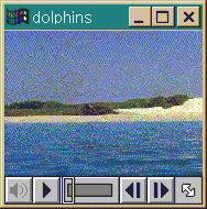 dolphins jumping out of the water