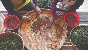 Join Us to Support Women in Agriculture to THRIVE