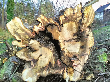 Baumstumpf Entfernen
