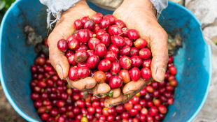 Leveraging Multi-stakeholder Partnerships for Sustainable Coffee Development