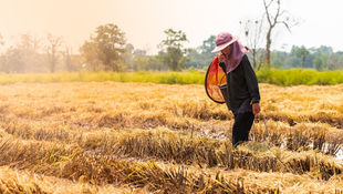 Sustainability Reporting in the Agriculture, Aquaculture, and Fishing Sector and the ASEAN RAI